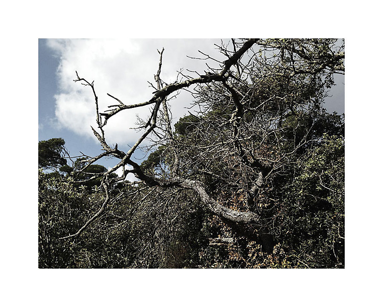 île, méditerranée, Port Cros, Porquerolles, presqu'île de Giens